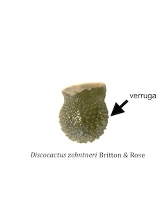 Verrucosa 1
